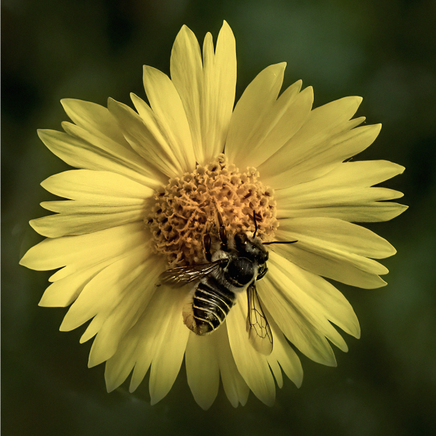 From Hive to Home: The Benefits of Pure, Raw Honey