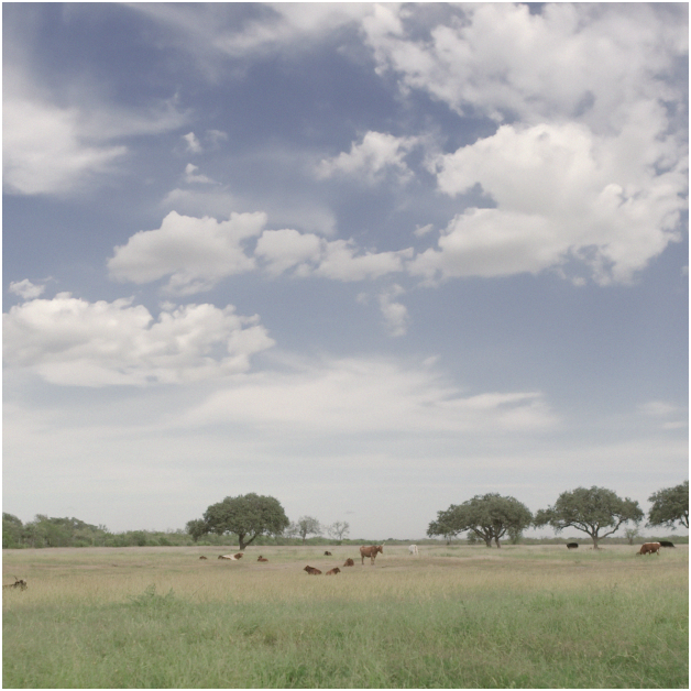 Connecting with Nature: How Holistic Practices Nurture Land and Life